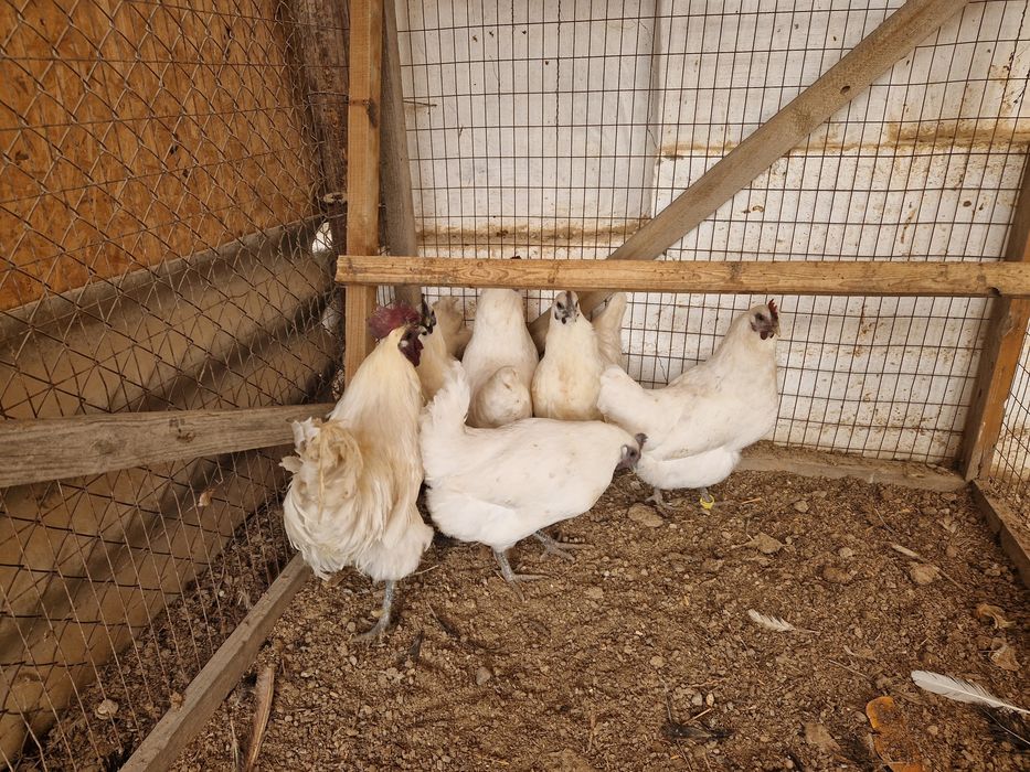 Яйцо Лакеданзи инкубация