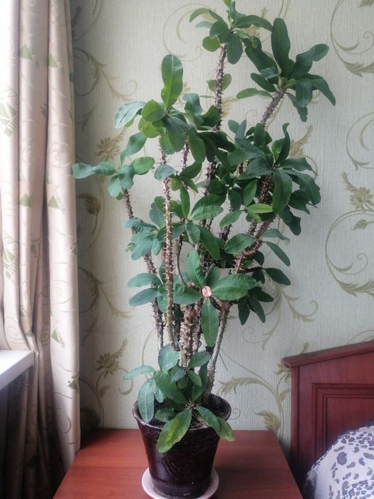 Малочай 1. метр.