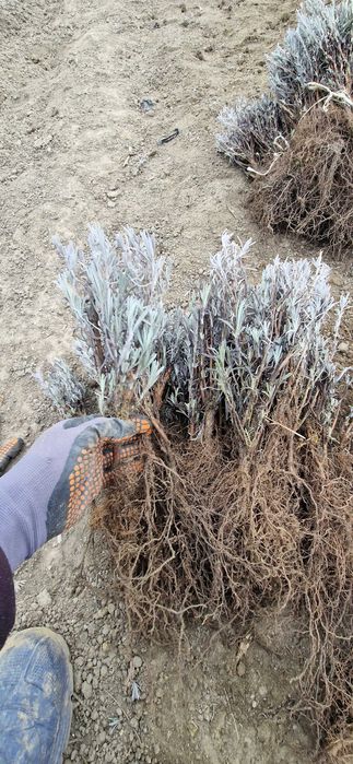 Butasi de lavanda pachet 50 butasi