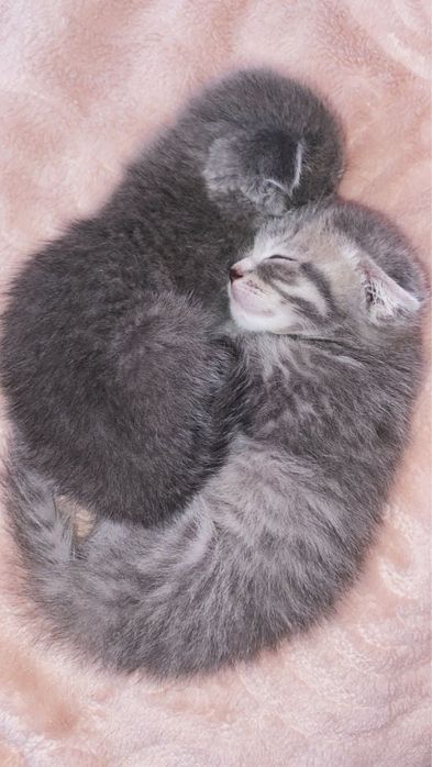 Кошка шатландские вислоухие