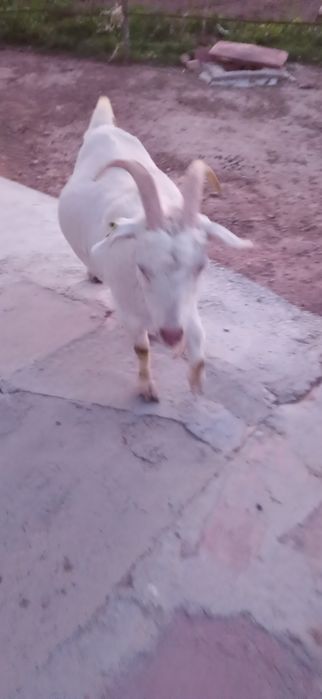 Заанен сүтті ешкілер