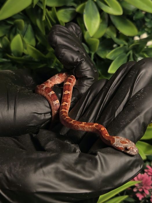 Маисовые полозы морфы blood red