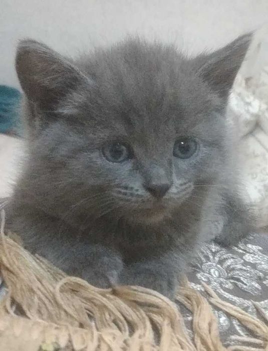 Котики редкой породы