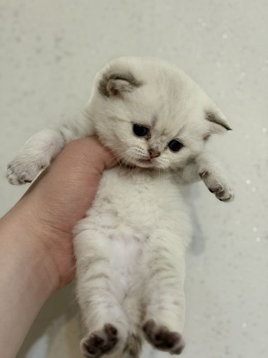 Продам британских котят шиншиллы