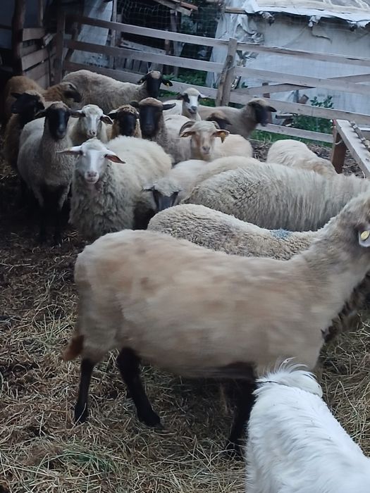 Vând 17 oi , un berbec toate tinere, și un mânz de 1an !!