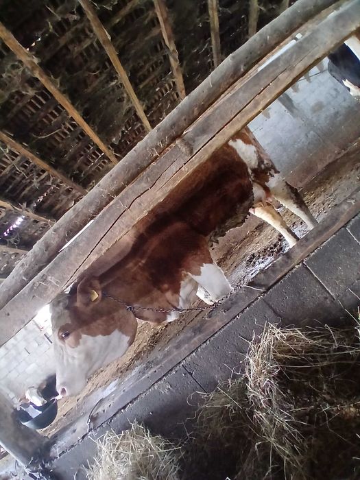 Vand junica la prima fatare