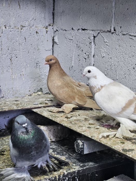 Продам срочно голубей!