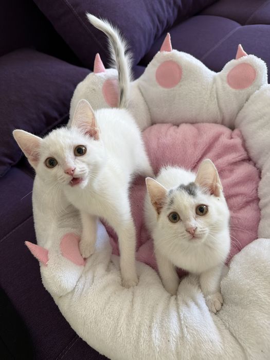 Котята в хорошие руки