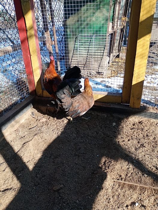 Găini pitice pereche