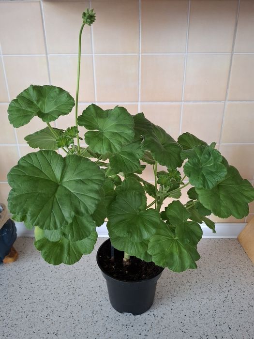 коланхое, Герань, бегония с доставкой