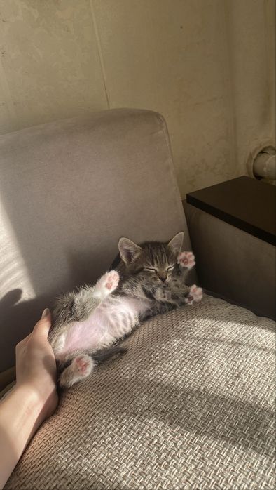 Отдаю котенка девочка