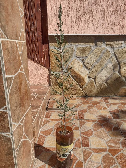 Дърво кипарѝс (Cupressus sempervirens)