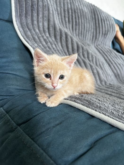 Отдам милых котят!