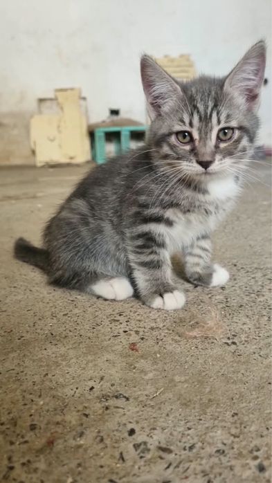Котята в добрые руки бесплатно!