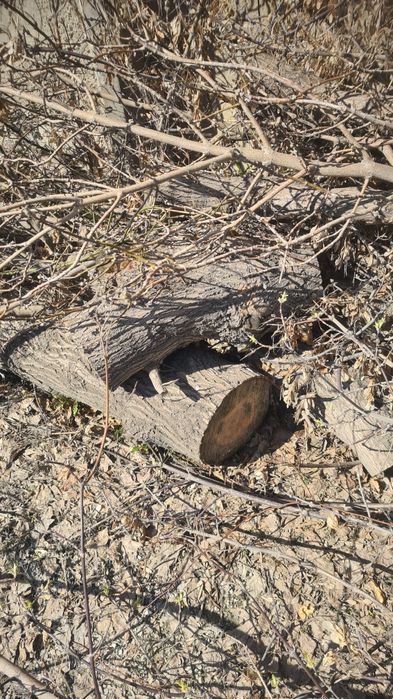 Бревна на дрова даром