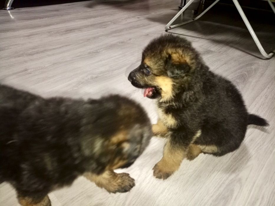 Щенки немецкой овчарки