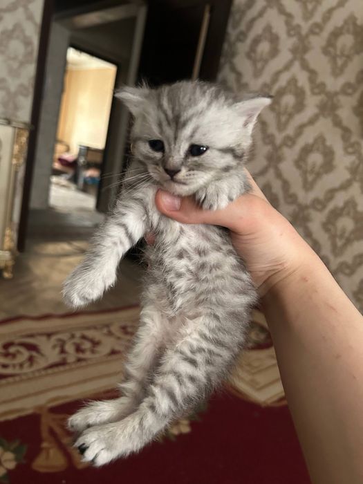 котята серебристая и шотландская