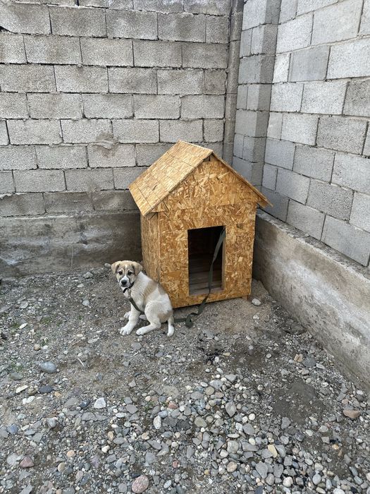 Собака алабай 2-3 месяца