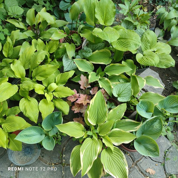 Садовые растения.