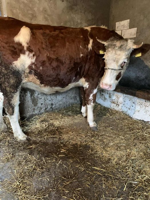 Juninca de 8 gestanta