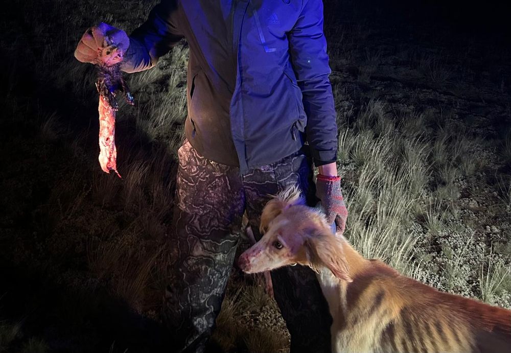 Продам кобель тазы