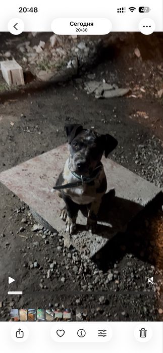 пит бултерер 3 месеца