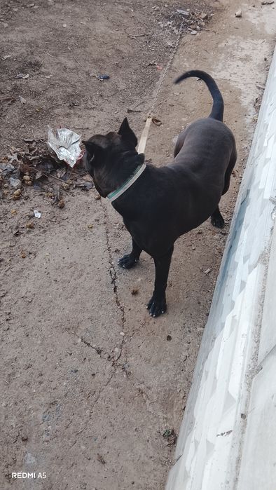 Кушык американский пидпул