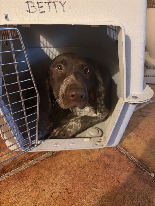 Transport pisici animale de companie