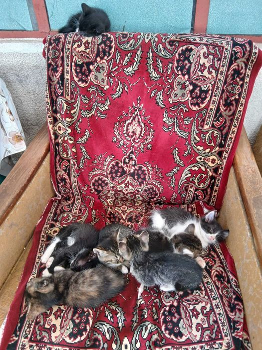 Pisicute pentru adoptie