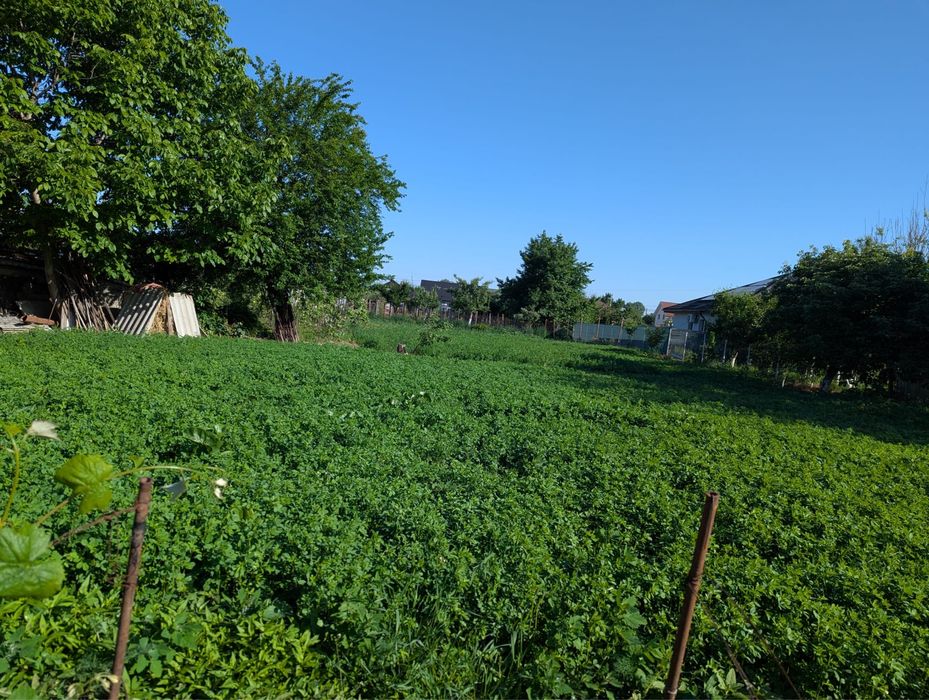 Lucerna de vanzare
