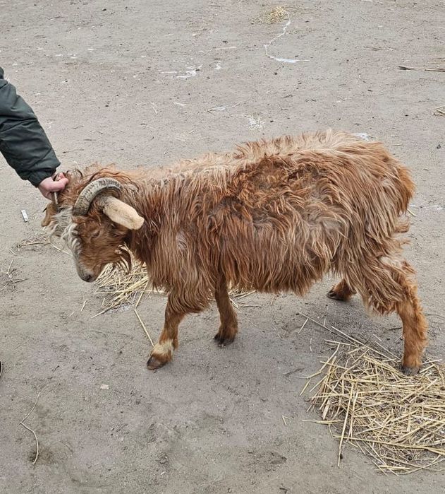 Буаз жас ешкі 27 мыңнан