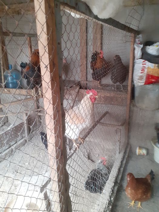 Продаю домашних петухов количество 4 штук