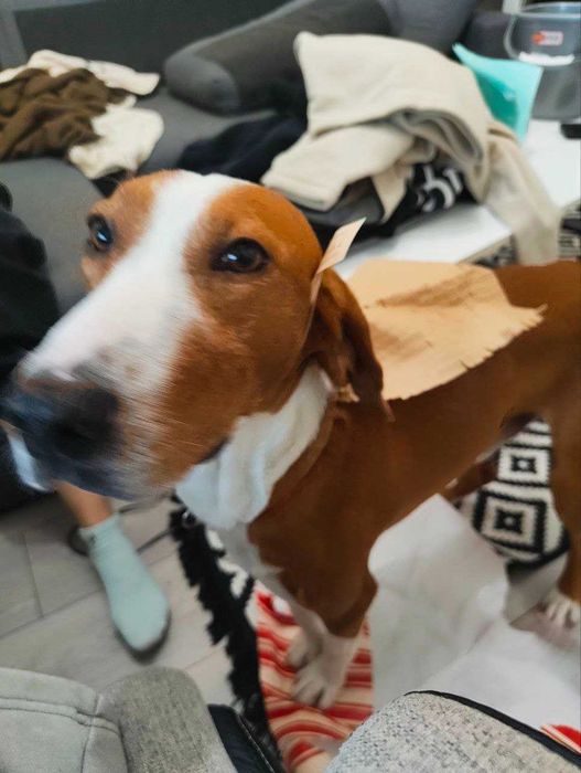 Подарявам куче Гонче на около годинка