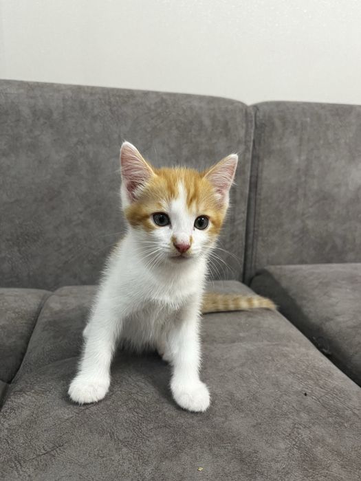 Котенок в добрые руки