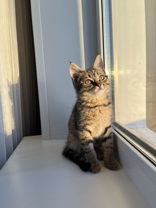 Отдам котенка(мальчик)