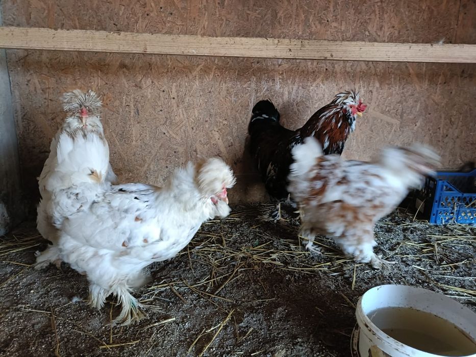 Ouă de strunski standard