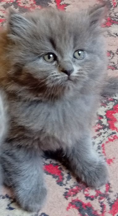 Котята британские