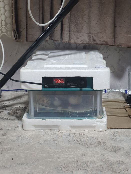 InInkubator 30 tali 03.03.26 olingan kuni yangi