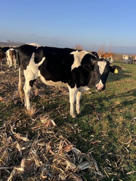 De vânzare juninca holstain gestantă