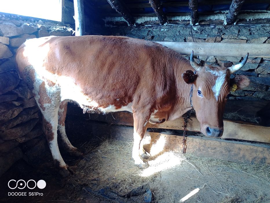 Продам быка и корову