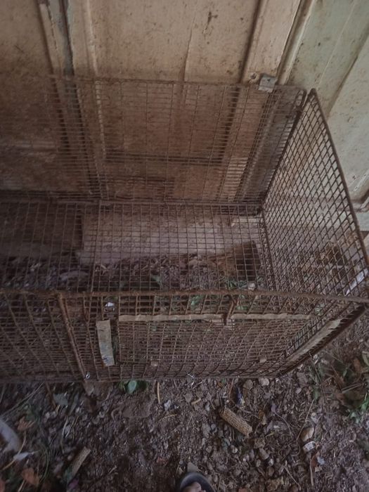 Клетка для птицы и кроликов