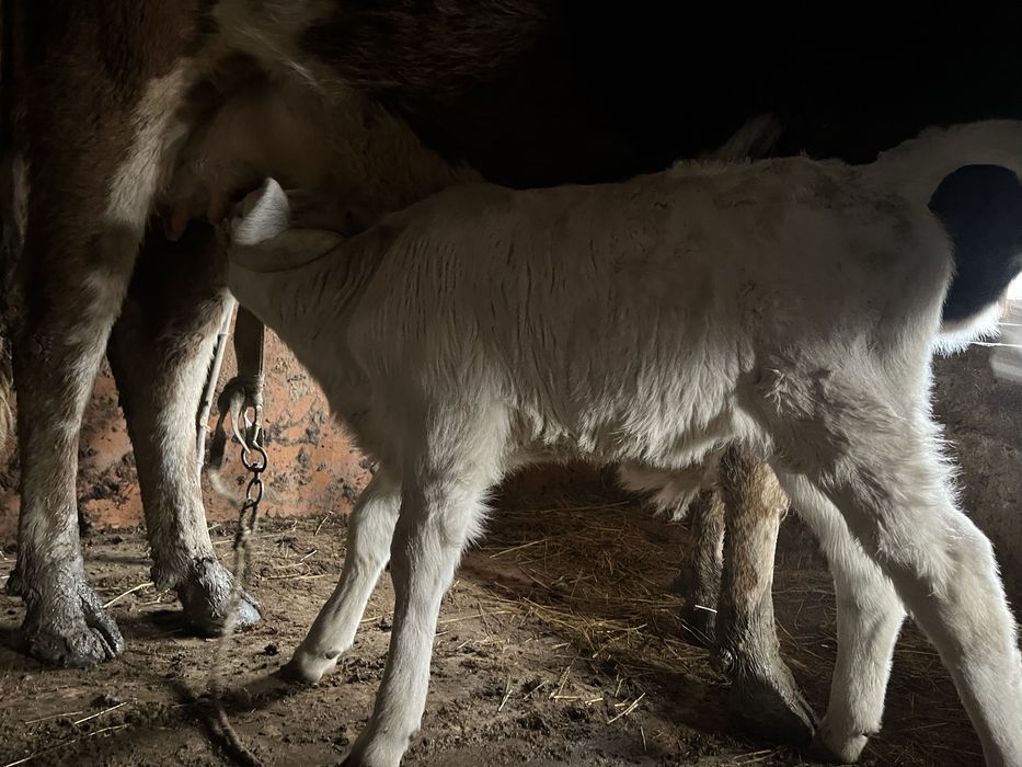 Сиыр сатамын еркек бұзауымен.