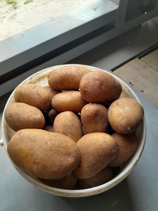Продам картофель