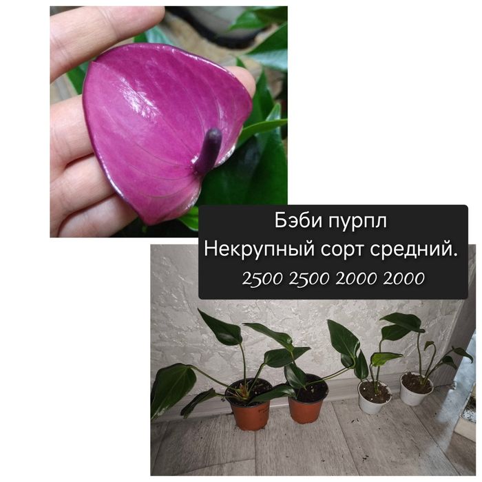 Мужское счастье антуриум