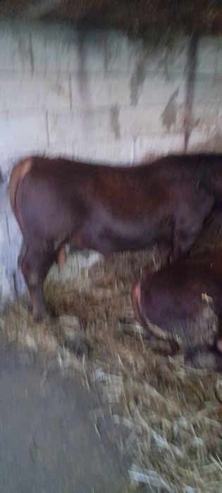 7 taurassi angus