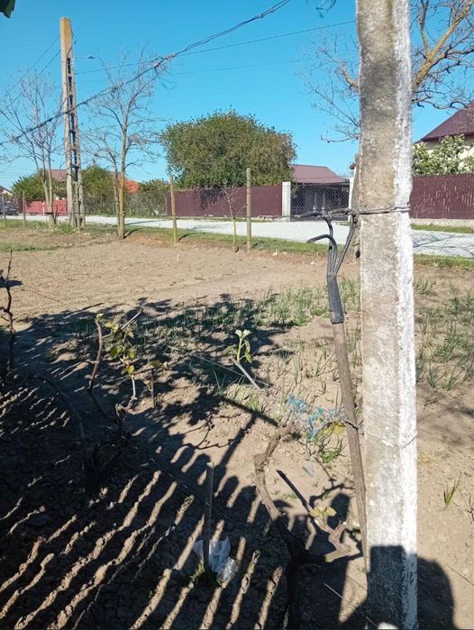 Teren intravilan 1000 mp Dorobanțu – Nicolae Bălcescu, utilități