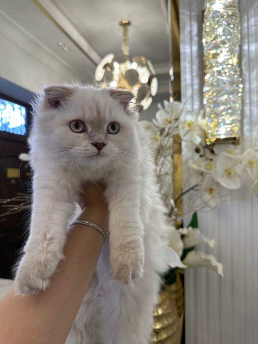 Продается белая пушистая кошка