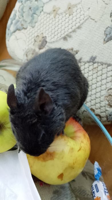 Degu veverite - nu sunt hamsteri