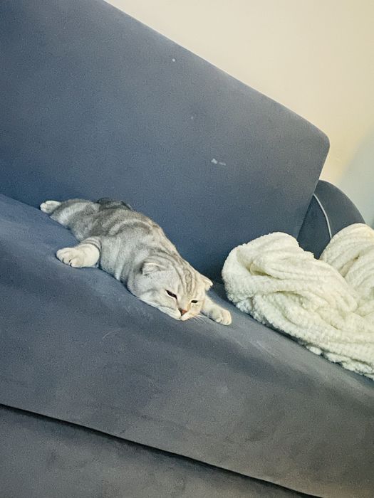 Отдам в заботливые руки