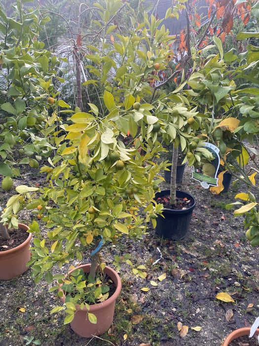 Vindem pomi fructifer